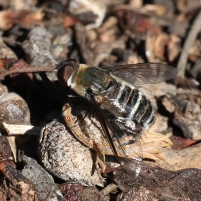 Villa sp. (genus) (Unidentified Villa bee fly) at Mount Ainslie - 16 Mar 2020 by jb2602