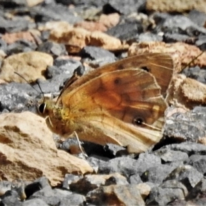 Heteronympha penelope at Paddys River, ACT - 16 Mar 2020 03:19 PM