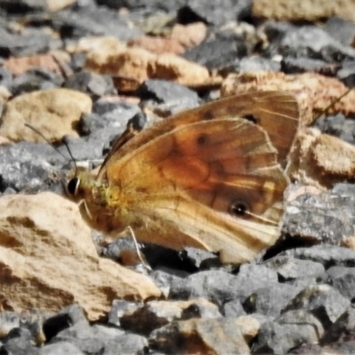 Heteronympha penelope (Shouldered Brown) at Gibraltar Pines - 16 Mar 2020 by JohnBundock