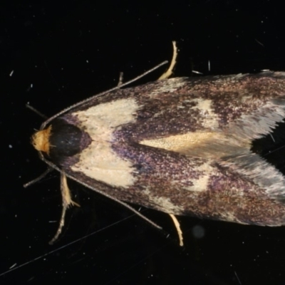 Palimmeces leucopelta (A concealer moth) at Ainslie, ACT - 15 Mar 2020 by jbromilow50