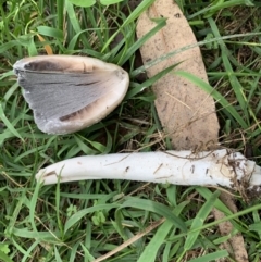 Coprinellus etc. (An Inkcap) at Quaama, NSW - 16 Mar 2020 by FionaG