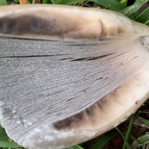 Coprinellus etc. at Quaama, NSW - 16 Mar 2020 09:28 AM
