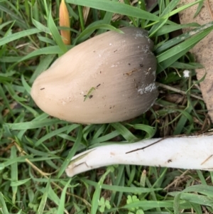 Coprinellus etc. at Quaama, NSW - 16 Mar 2020 09:28 AM