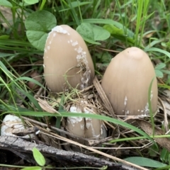 Coprinellus etc. at Quaama, NSW - 16 Mar 2020 09:28 AM