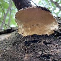 Polypore sp. at Quaama, NSW - 16 Mar 2020 by FionaG