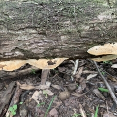 Polypore sp. at Quaama, NSW - 16 Mar 2020