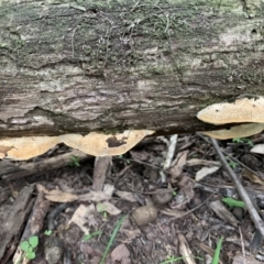 Polypore sp. at Quaama, NSW - 16 Mar 2020 09:39 AM