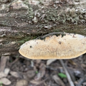 Polypore sp. at Quaama, NSW - 16 Mar 2020 09:39 AM