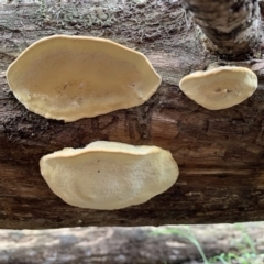 Polypore sp. at Quaama, NSW - 16 Mar 2020