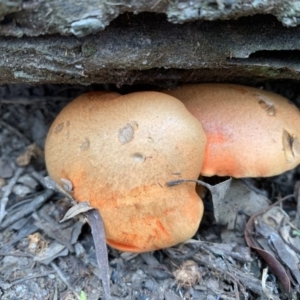 Bolete sp. at Quaama, NSW - 18 Mar 2020