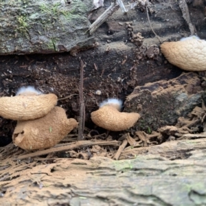 Crepidotus sp. at Quaama, NSW - 16 Mar 2020