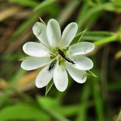 Stellaria pungens (Prickly Starwort) at Paddys River, ACT - 16 Mar 2020 by JohnBundock