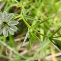 Stellaria pungens at Paddys River, ACT - 16 Mar 2020