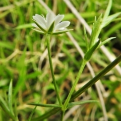 Stellaria pungens at Paddys River, ACT - 16 Mar 2020 03:07 PM