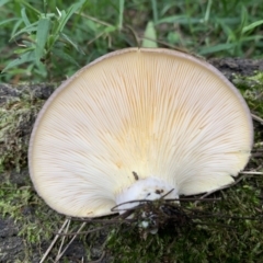 Unverified at suppressed - suppressed