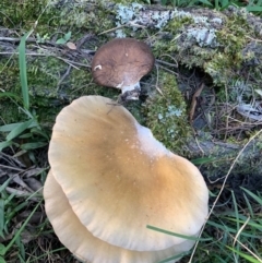 Unverified at suppressed - suppressed