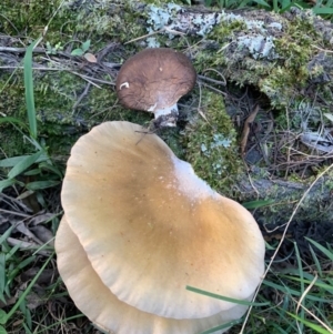 Unverified at suppressed - suppressed