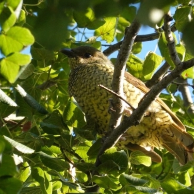 Ptilonorhynchus violaceus (Satin Bowerbird) at Hughes, ACT - 15 Mar 2020 by JackyF