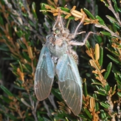 Tettigarcta crinita (Alpine Hairy Cicada) at Kosciuszko National Park, NSW - 11 Mar 2020 by Harrisi