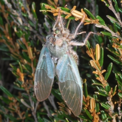 Tettigarcta crinita (Alpine Hairy Cicada) at Kosciuszko National Park - 11 Mar 2020 by Harrisi