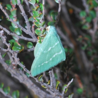 Euloxia hypsithrona (Alpine Emerald) at Kosciuszko National Park - 11 Mar 2020 by Harrisi