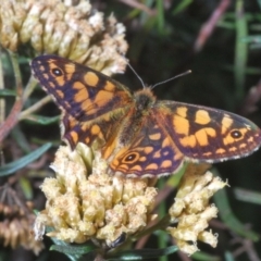 Oreixenica correae (Orange Alpine Xenica) at Kosciuszko National Park, NSW - 11 Mar 2020 by Harrisi