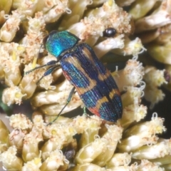 Castiarina flavoviridis (A jewel beetle) at Kosciuszko National Park, NSW - 11 Mar 2020 by Harrisi