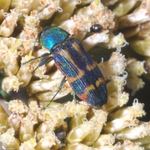 Castiarina flavoviridis at Kosciuszko National Park, NSW - 11 Mar 2020