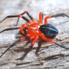 Nicodamidae (family) (Red and Black Spider) at Kosciuszko National Park, NSW - 11 Mar 2020 by Harrisi