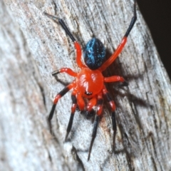 Nicodamidae (family) at Kosciuszko National Park, NSW - 11 Mar 2020