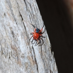 Nicodamidae (family) at Kosciuszko National Park, NSW - 11 Mar 2020