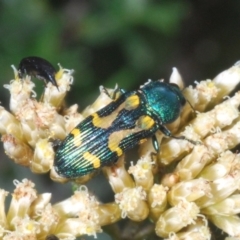 Castiarina flavopicta (Flavopicta jewel beetle) at Kosciuszko National Park, NSW - 11 Mar 2020 by Harrisi