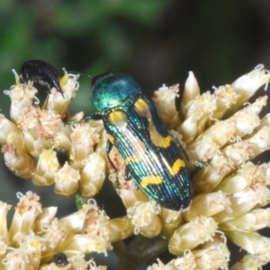 Castiarina flavopicta at Kosciuszko National Park, NSW - 11 Mar 2020