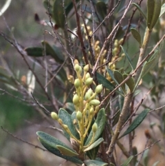 Bursaria spinosa (Native Blackthorn, Sweet Bursaria) at Uriarra Recreation Reserve - 11 Mar 2020 by JaneR