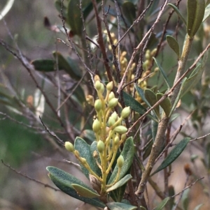 Bursaria spinosa at Stromlo, ACT - 11 Mar 2020