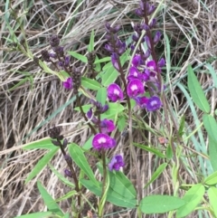 Glycine tabacina (Variable Glycine) at Coree, ACT - 11 Mar 2020 by JaneR