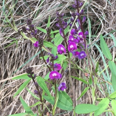 Glycine tabacina (Variable Glycine) at Uriarra Recreation Reserve - 11 Mar 2020 by JaneR