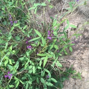 Glycine tabacina at Coree, ACT - 11 Mar 2020