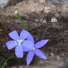 Wahlenbergia sp. (Bluebell) at Uriarra Recreation Reserve - 11 Mar 2020 by JaneR