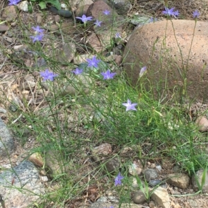 Wahlenbergia sp. at Coree, ACT - 11 Mar 2020