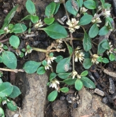 Alternanthera sp. A Flora of NSW (M. Gray 5187) J. Palmer at Majura, ACT - 10 Mar 2020 by JaneR