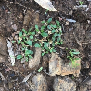 Alternanthera sp. A Flora of NSW (M. Gray 5187) J. Palmer at Majura, ACT - 10 Mar 2020