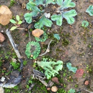 Riccia cartilaginosa at Majura, ACT - 15 Mar 2020