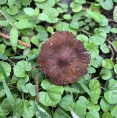 Inocybe sp. (Inocybe) at Quaama, NSW - 15 Mar 2020 by FionaG