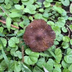 Inocybe sp. at Quaama, NSW - 16 Mar 2020