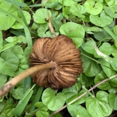 Inocybe sp. at Quaama, NSW - 16 Mar 2020