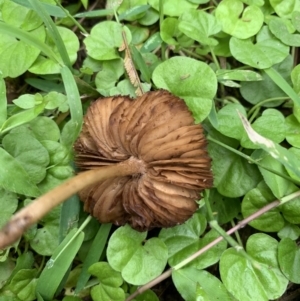 Inocybe sp. at Quaama, NSW - 16 Mar 2020