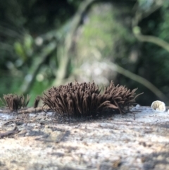 Stemonitis fusca at Wattamolla, NSW - 16 Mar 2020 by WattaWanderer