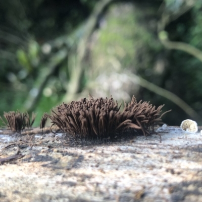 Stemonitis fusca at Wattamolla, NSW - 16 Mar 2020 by WattaWanderer