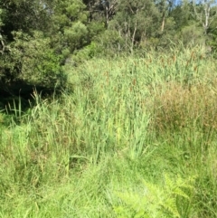 Typha orientalis (Broad-leaved Cumbumgi) at Bundanoon, NSW - 13 Mar 2020 by KarenG